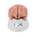 Human Brain Model with Arteries, 9 part - 3B Smart Anatomy