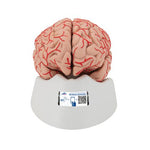 Human Brain Model with Arteries, 9 part - 3B Smart Anatomy