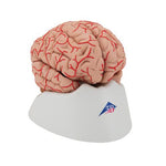 Human Brain Model with Arteries, 9 part - 3B Smart Anatomy
