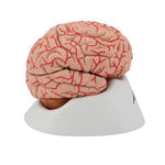 Human Brain Model with Arteries, 9 part - 3B Smart Anatomy