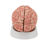 Human Brain Model with Arteries, 9 part - 3B Smart Anatomy