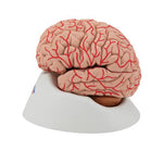 Human Brain Model with Arteries, 9 part - 3B Smart Anatomy