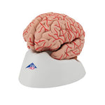 Human Brain Model with Arteries, 9 part - 3B Smart Anatomy