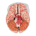 Human Brain Model with Arteries, 9 part - 3B Smart Anatomy