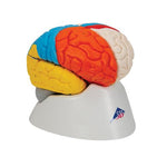 Human Neuro-Anatomical Brain Model, 8 part - 3B Smart Anatomy