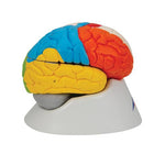 Human Neuro-Anatomical Brain Model, 8 part - 3B Smart Anatomy