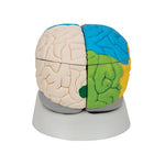 Human Neuro-Anatomical Brain Model, 8 part - 3B Smart Anatomy