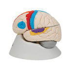 Human Neuro-Anatomical Brain Model, 8 part - 3B Smart Anatomy
