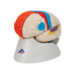 Human Neuro-Anatomical Brain Model, 8 part - 3B Smart Anatomy