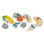 Human Neuro-Anatomical Brain Model, 8 part - 3B Smart Anatomy