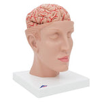 Human Brain Model with Arteries on Base of Head, 8 part - 3B Smart Anatomy
