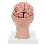 Human Brain Model with Arteries on Base of Head, 8 part - 3B Smart Anatomy