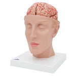 Human Brain Model with Arteries on Base of Head, 8 part - 3B Smart Anatomy