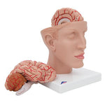 Human Brain Model with Arteries on Base of Head, 8 part - 3B Smart Anatomy