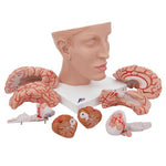 Human Brain Model with Arteries on Base of Head, 8 part - 3B Smart Anatomy