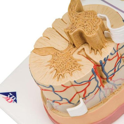 Human Spinal Cord Model, 5 times Life-Size - 3B Smart Anatomy