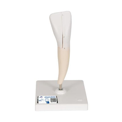 Lower Incisor Human Tooth Model, 2 part - 3B Smart Anatomy