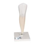 Lower Canine Human Tooth Model, 2 part - 3B Smart Anatomy
