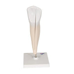 Lower Canine Human Tooth Model, 2 part - 3B Smart Anatomy