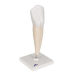 Lower Canine Human Tooth Model, 2 part - 3B Smart Anatomy