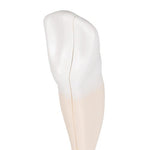 Lower Canine Human Tooth Model, 2 part - 3B Smart Anatomy