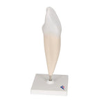 Lower Canine Human Tooth Model, 2 part - 3B Smart Anatomy