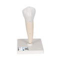 Lower Single-Root Pre-Molar Human Tooth Model - 3B Smart Anatomy