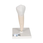 Lower Single-Root Pre-Molar Human Tooth Model - 3B Smart Anatomy