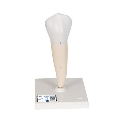 Lower Single-Root Pre-Molar Human Tooth Model - 3B Smart Anatomy