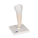 Lower Single-Root Pre-Molar Human Tooth Model - 3B Smart Anatomy