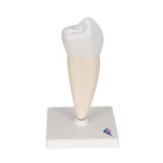 Lower Single-Root Pre-Molar Human Tooth Model - 3B Smart Anatomy