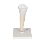 Lower Single-Root Pre-Molar Human Tooth Model - 3B Smart Anatomy