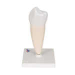 Lower Single-Root Pre-Molar Human Tooth Model - 3B Smart Anatomy