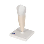 Lower Single-Root Pre-Molar Human Tooth Model - 3B Smart Anatomy