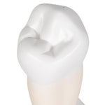 Lower Single-Root Pre-Molar Human Tooth Model - 3B Smart Anatomy