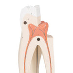 Upper Triple-Root Molar Human Tooth Model, 3 part - 3B Smart Anatomy