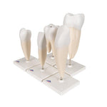Human Tooth Models Set "Classic Series", 5 Models - 3B Smart Anatomy