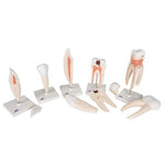 Human Tooth Models Set "Classic Series", 5 Models - 3B Smart Anatomy