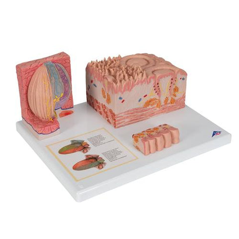 3B MICROanatomy™ Human Tongue Model - 3B Smart Anatomy