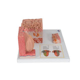 3B MICROanatomy™ Human Tongue Model - 3B Smart Anatomy