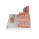 3B MICROanatomy™ Human Tongue Model - 3B Smart Anatomy