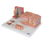 3B MICROanatomy™ Human Tongue Model - 3B Smart Anatomy