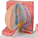 3B MICROanatomy™ Human Tongue Model - 3B Smart Anatomy