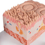 3B MICROanatomy™ Human Tongue Model - 3B Smart Anatomy