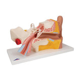 Human Ear Model, 3 times Life-Size, 4 part - 3B Smart Anatomy