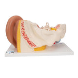 Human Ear Model, 3 times Life-Size, 4 part - 3B Smart Anatomy