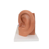 Human Ear Model, 3 times Life-Size, 4 part - 3B Smart Anatomy