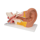 Human Ear Model, 3 times Life-Size, 4 part - 3B Smart Anatomy