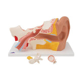 Human Ear Model, 3 times Life-Size, 4 part - 3B Smart Anatomy