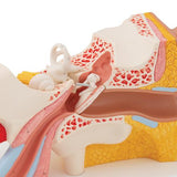 Human Ear Model, 3 times Life-Size, 4 part - 3B Smart Anatomy